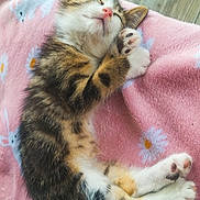 Choupette participe au concours pour gagner de l'argent avec cette photo : kitten, sleeping, cat, paw, pink_blanket, fluffy, cute, animal, pet, resting, soft, cozy, indoor, fur, tabby, small_animal, relaxed, adorable, closeup, comfort