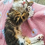 kitten, sleeping, cat, paw, pink_blanket, fluffy, cute, animal, pet, resting, soft, cozy, indoor, fur, tabby, small_animal, relaxed, adorable, closeup, comfort