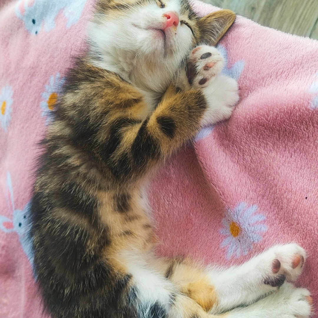 Choupette participe au concours pour gagner de l'argent avec cette photo : adorable, animal, cat, closeup, comfort, cozy, cute, fluffy, fur, indoor, kitten, paw, pet, pink_blanket, relaxed, resting, sleeping, small_animal, soft, tabby
