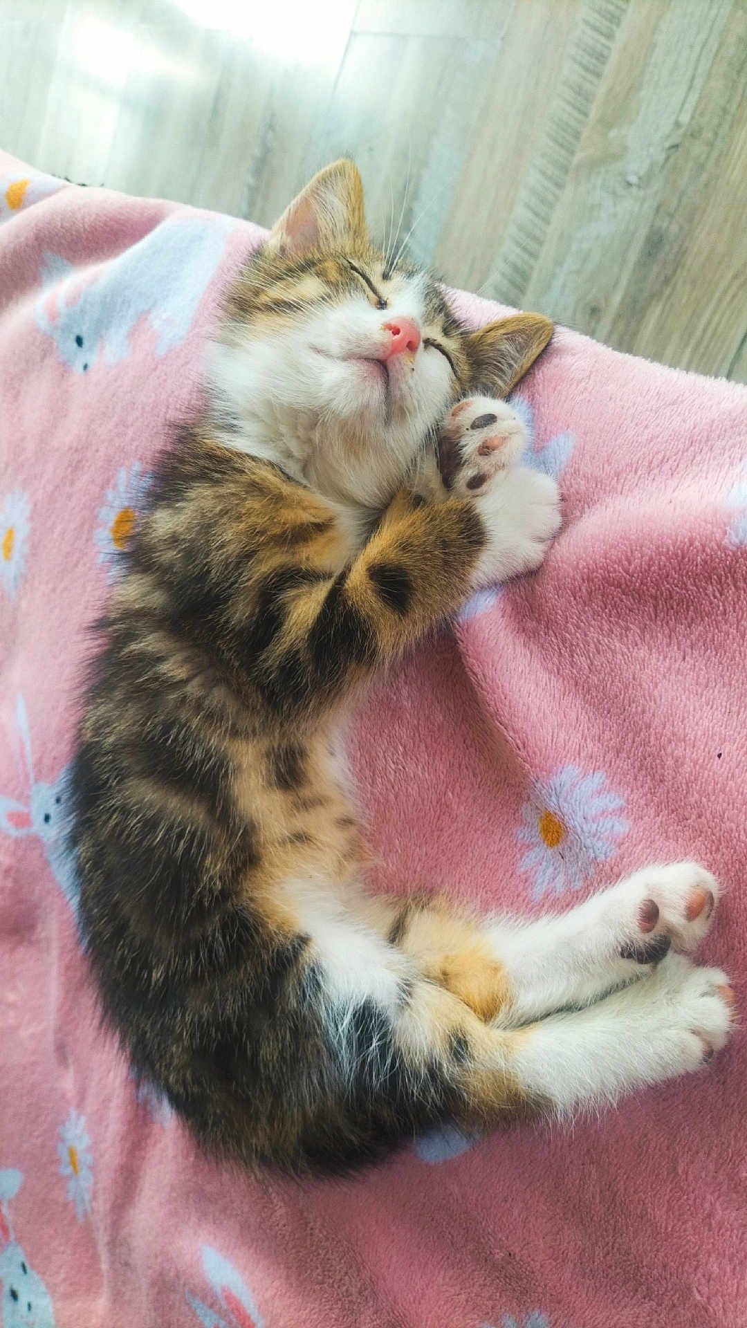 Choupette participe au concours pour gagner de l'argent avec cette photo : kitten, sleeping, cat, paw, pink_blanket, fluffy, cute, animal, pet, resting, soft, cozy, indoor, fur, tabby, small_animal, relaxed, adorable, closeup, comfort
