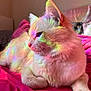 cat, fluffy, cream_color, pink_blanket, indoor, rainbow_light, fur, whiskers, relaxed, side_profile, bedroom, soft_light, cute, pet, animal, close_up, cozy, resting, colorful, domestic_cat