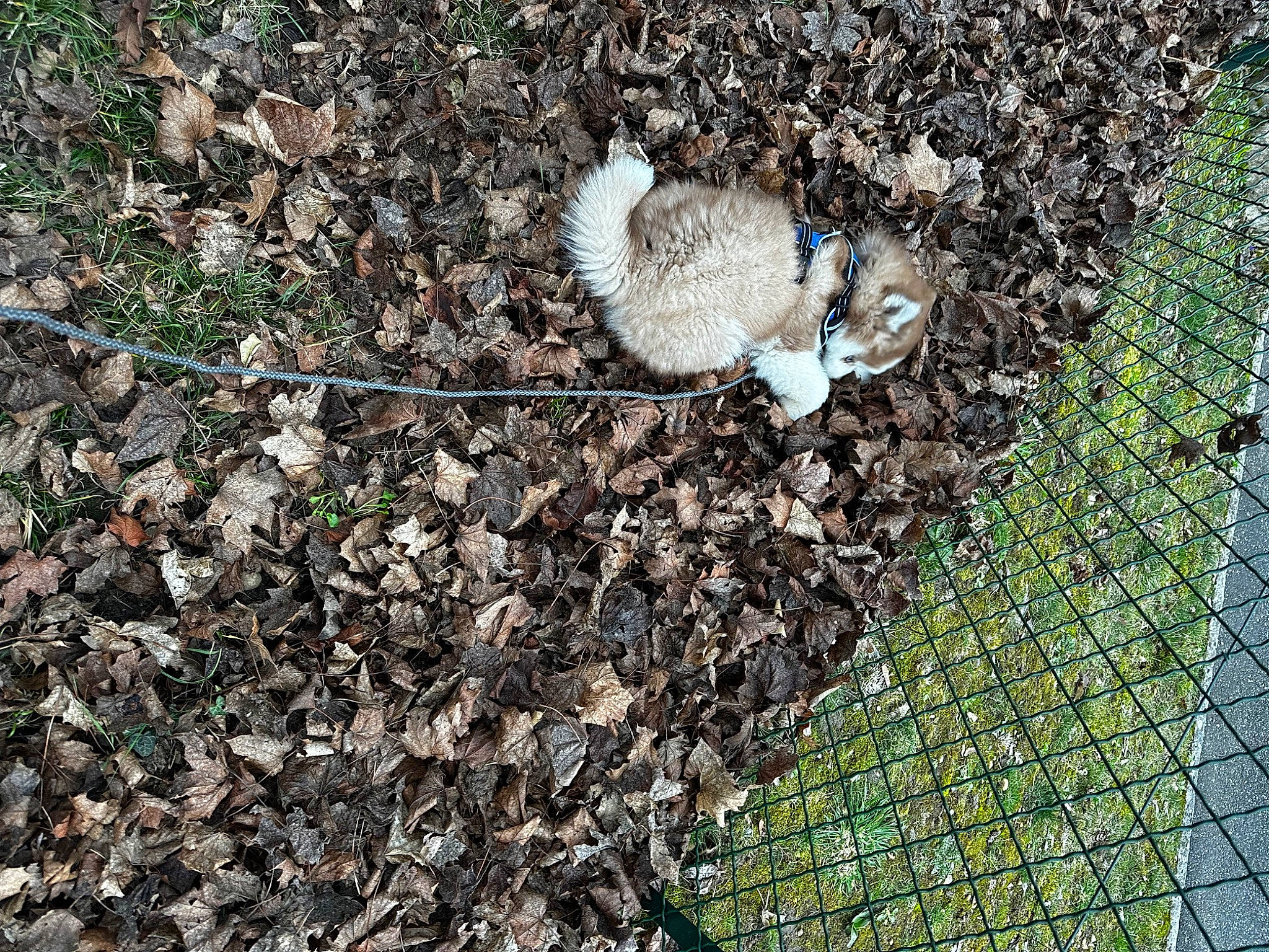 Stitch participe au concours pour gagner de l'argent avec cette photo : asphalt, ball, beak, chain_link_fencing, fence, grass, groundcover, litter, mesh, net, road_surface, sidewalk, soil, tail, terrestrial_animal, twig, waste, wildlife, wire_fencing