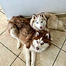 animal, blue_eyes, brown_dog, companions, cute, dog, ears, floor, fur, indoor, looking_up, lying_down, pets, resting, siberian_husky, tail, tile_floor, two_dogs, wall, white_dog