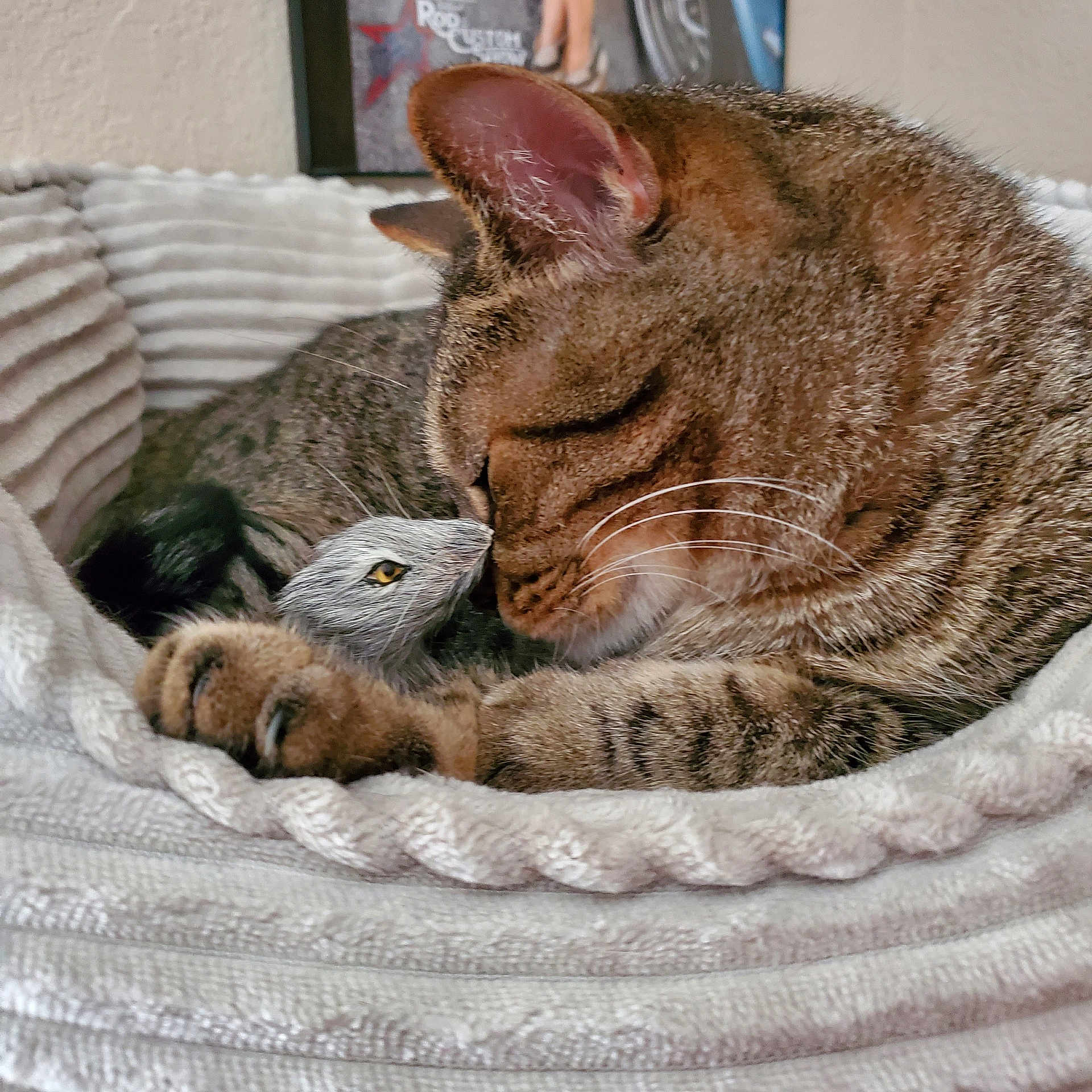 Hunter joined the competition — help win amazing prizes! cat, tabby, bird_figurine, knitted_bed, cozy, close_up, animal, pet, feline, resting, soft_texture, whiskers, sleepy, domestic, cute, companion, indoor, warm, friendship, peaceful