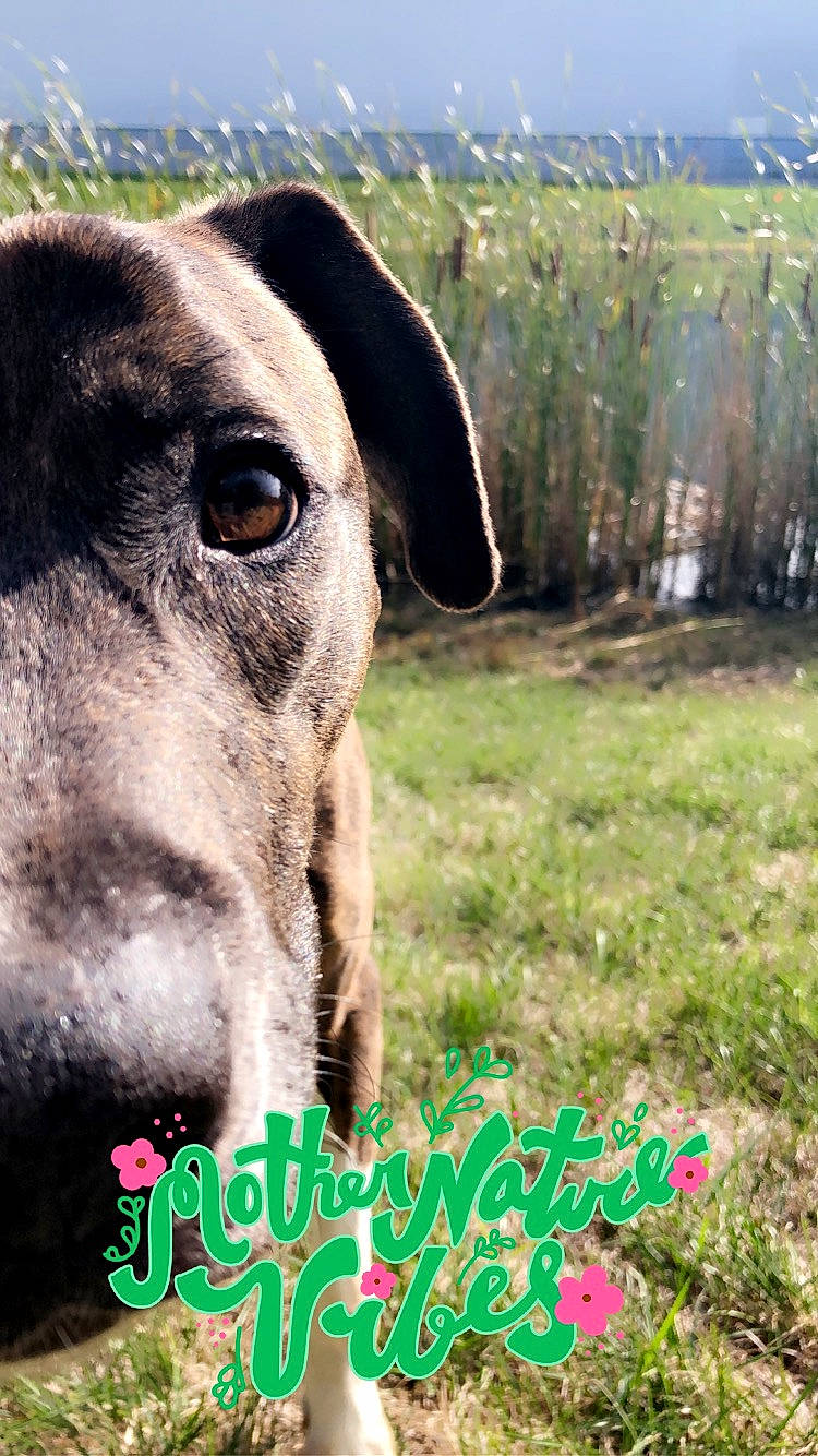 Max joined the competition — help win amazing prizes! canidae, carnivore, companion_dog, dog, dog_breed, fawn, field, grass_family, grassland, liver, meadow, morning, pasture, photo_caption, prairie, snout, terrestrial_animal, whiskers, working_animal, working_dog