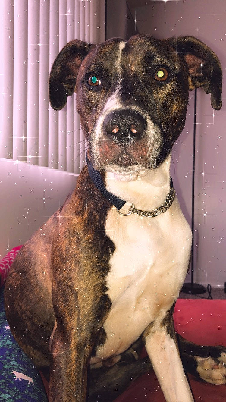 Max is registered to the contest to win money with this photo: canidae, carnivore, collar, companion_dog, dog, dog_breed, dog_supply, fawn, liver, pet_supply, snout, sporting_group, whiskers, working_animal, working_dog