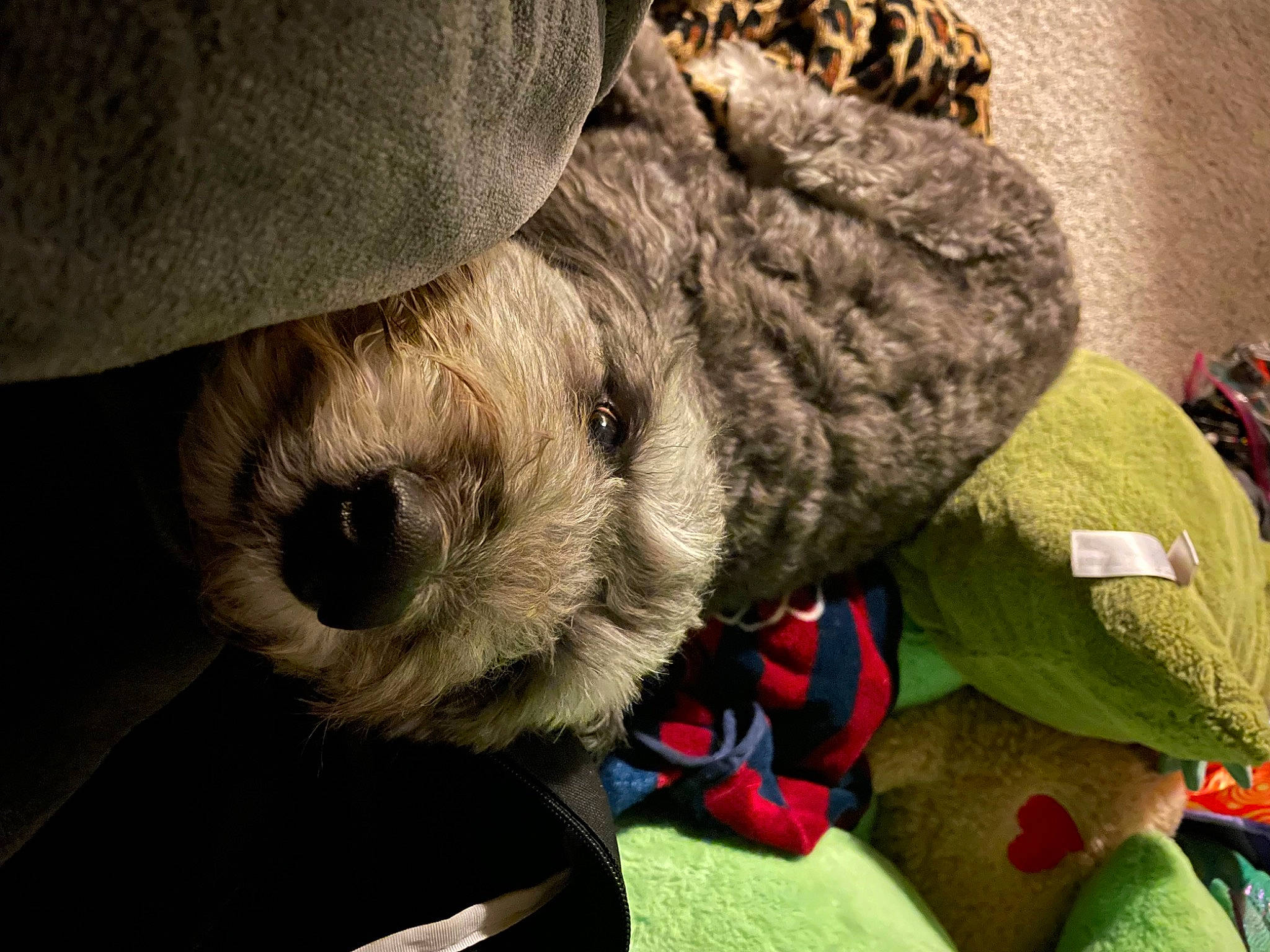 Chewbacca is registered to the contest to win money with this photo: canidae, cap, carnivore, companion_dog, dog, dog_breed, fawn, felidae, fur, fur_clothing, hat, plush, snout, sporting_group, stuffed_toy, teddy_bear, toy, whiskers, wool, working_animal