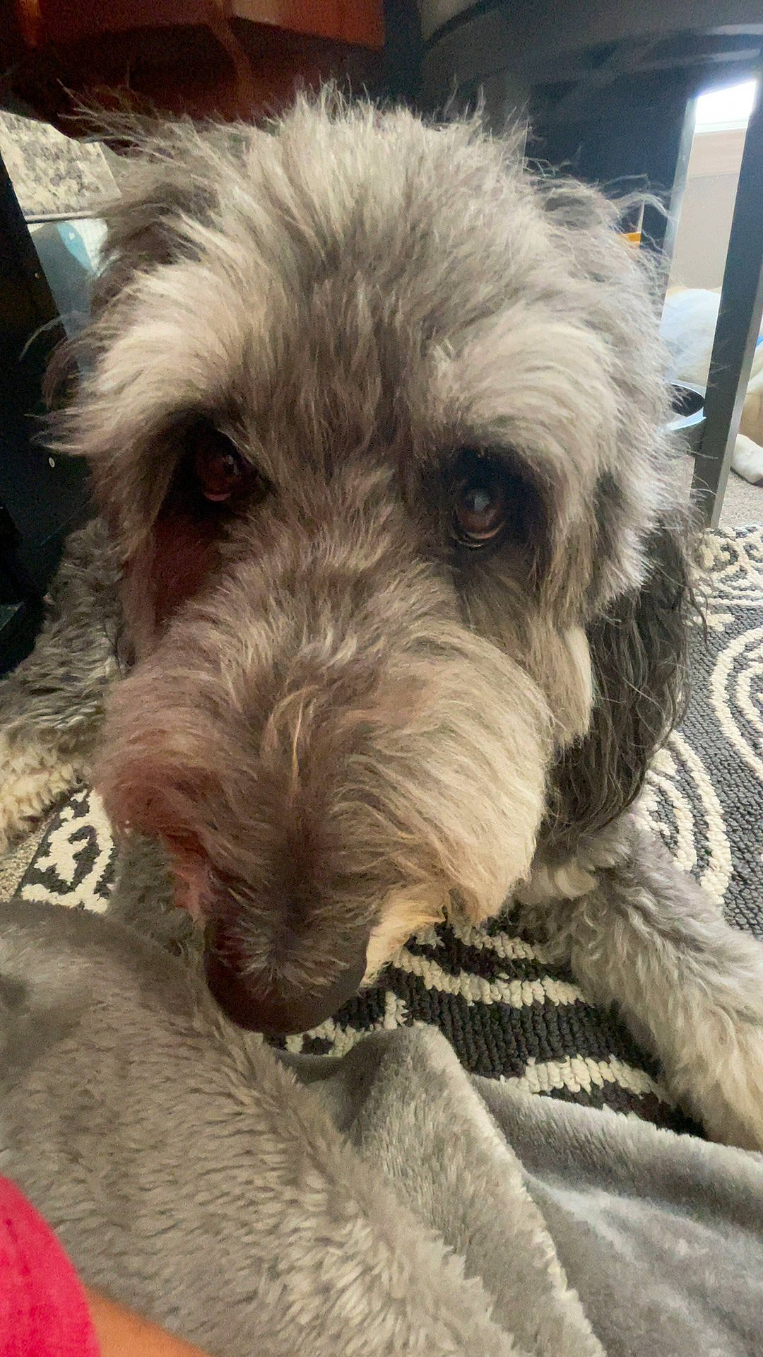 Chewbacca is registered to the contest to win money with this photo: canidae, carnivore, companion_dog, dog, dog_breed, dog_collar, fur, metal, non_sporting_group, puppy, small_terrier, snout, sporting_group, terrestrial_animal, terrier, toy_dog, water_dog, working_animal