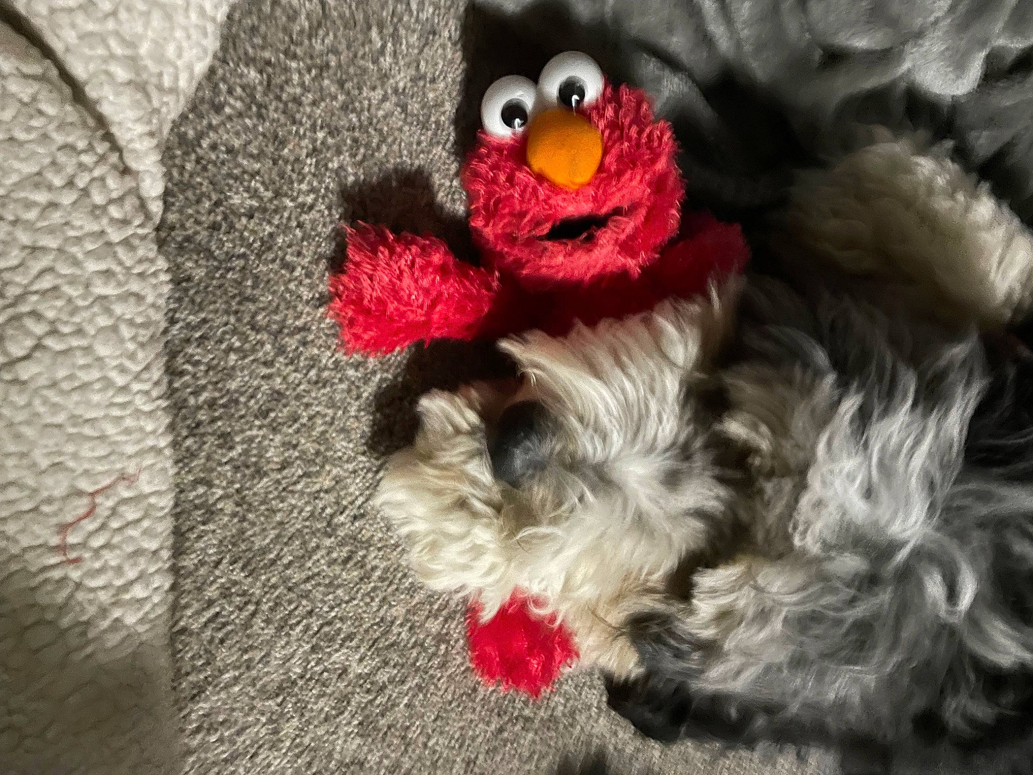 Chewbacca is registered to the contest to win money with this photo: bear, canidae, carmine, companion_dog, costume, duck, fur, grey, linens, magenta, pattern, plush, primate, red, stuffed_toy, tail, teddy_bear, textile, toy, wool