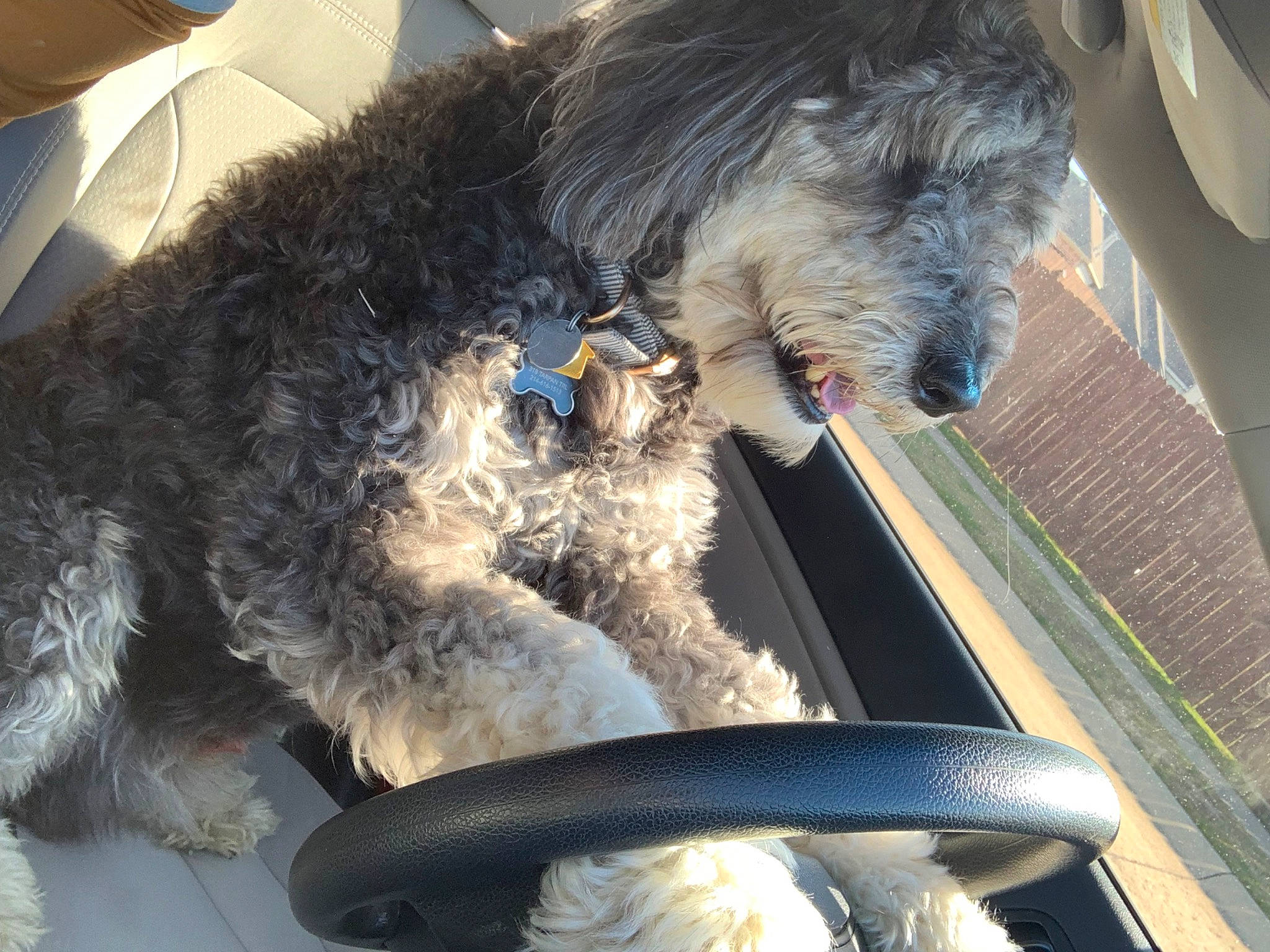 Chewbacca joined the competition — help win amazing prizes! auto_part, canidae, car_seat, carnivore, collar, comfort, companion_dog, dog, dog_breed, fur, glass, motor_vehicle, small_terrier, snout, sporting_group, terrier, toy_dog, vehicle_door, water_dog, windshield