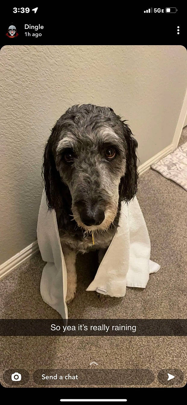 Chewbacca joined the competition — help win amazing prizes! canidae, carnivore, companion_dog, dog, dog_breed, fur, liver, monochrome, monochrome_photography, pet_supply, puppy, snout, spaniel, sporting_group, terrestrial_animal, terrier, toy_dog, water_dog, whiskers, working_animal