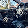Djune a rejoint le concours — aidez-le/la à gagner de superbes lots ! dog, black_dog, car_interior, leather_seat, steering_wheel, seatbelt, harness, window, tree, house, suburban, daylight, pet, vehicle, dashboard, parking_brake, sunlight, outdoor, animal, sitting