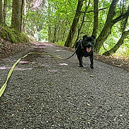Djune participe au concours pour gagner de l'argent avec cette photo : dog, black_dog, leash, forest, path, trees, nature, outdoor, walking, happy, tongue_out, sunlight, shadows, trail, canine, pet, summer, greenery, woods, asphalt