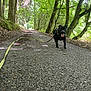 dog, black_dog, leash, forest, path, trees, nature, outdoor, walking, happy, tongue_out, sunlight, shadows, trail, canine, pet, summer, greenery, woods, asphalt