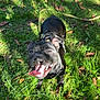 dog, black_dog, grass, outdoor, sunlight, happy, tongue_out, pet, canine, nature, greenery, leaves, harness, playful, summer, daylight, animal, excited, park, shadow