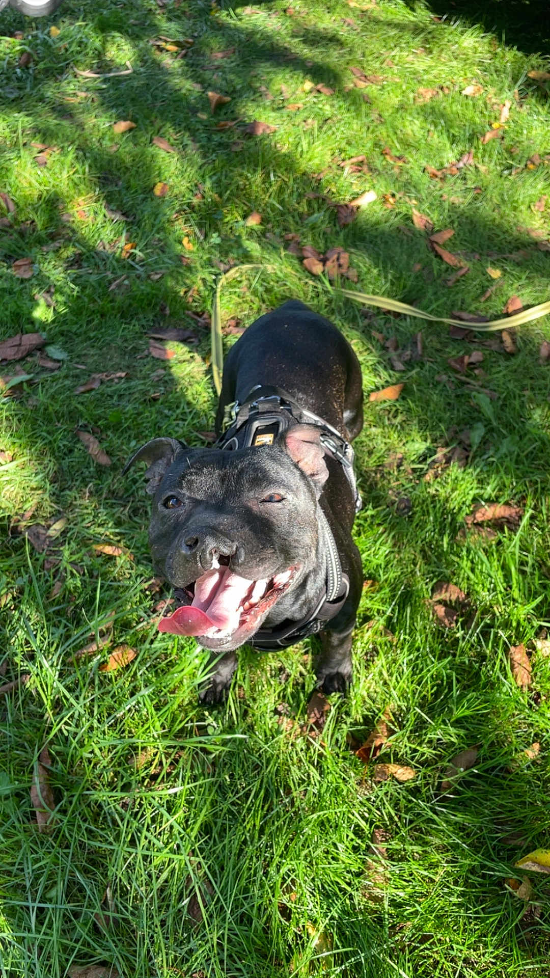 Djune a rejoint le concours — aidez-le/la à gagner de superbes lots ! dog, black_dog, grass, outdoor, sunlight, happy, tongue_out, pet, canine, nature, greenery, leaves, harness, playful, summer, daylight, animal, excited, park, shadow