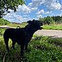 Djune participe au concours pour gagner de l'argent avec cette photo : dog, black_dog, grass, path, outdoor, nature, sky, clouds, tree, sunlight, canine, leash, harness, animal, summer, daytime, greenery, walking, pet, park