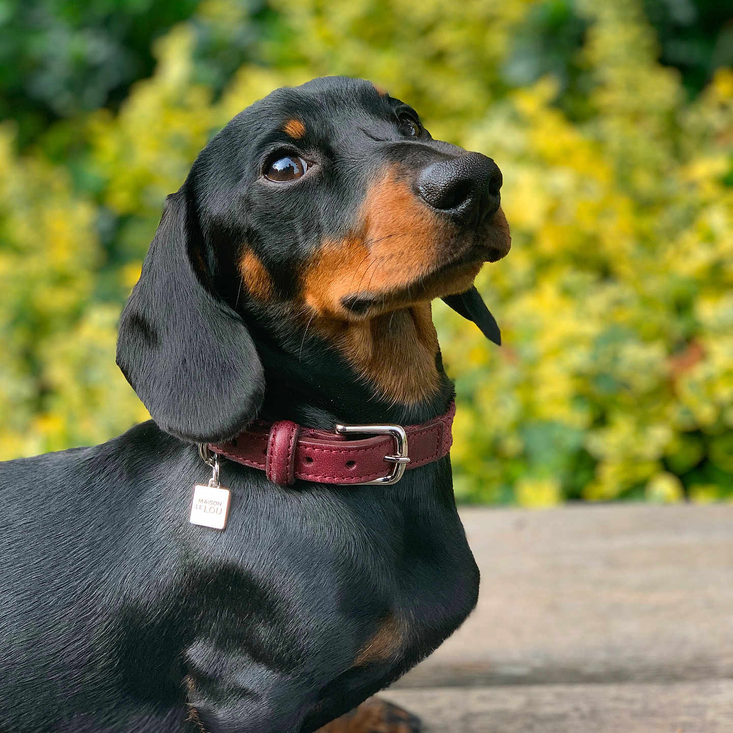 Kipp joined the competition — help win amazing prizes! alert, animal, black, blurred_background, canine, closeup, collar, cute, dachshund, dog, ears, fur, greenery, nature, outdoor, pet, portrait, tag, tan, wood