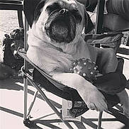 Chevy is registered to the contest to win money with this photo: dog, pug, toy, chair, outdoor, statue, lion, relaxed, pet, animal, black_and_white, shade, paw, face, snout, folding_chair, shadow, leisure, resting, closeup