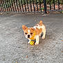 Rubble is registered to the contest to win money with this photo: animal, canine, concrete, curious, cute, daylight, dog, fence, greenery, nature, outdoor, pet, playful, puppy, sidewalk, small_dog, tan_and_white, yellow_ball, yellow_harness, young