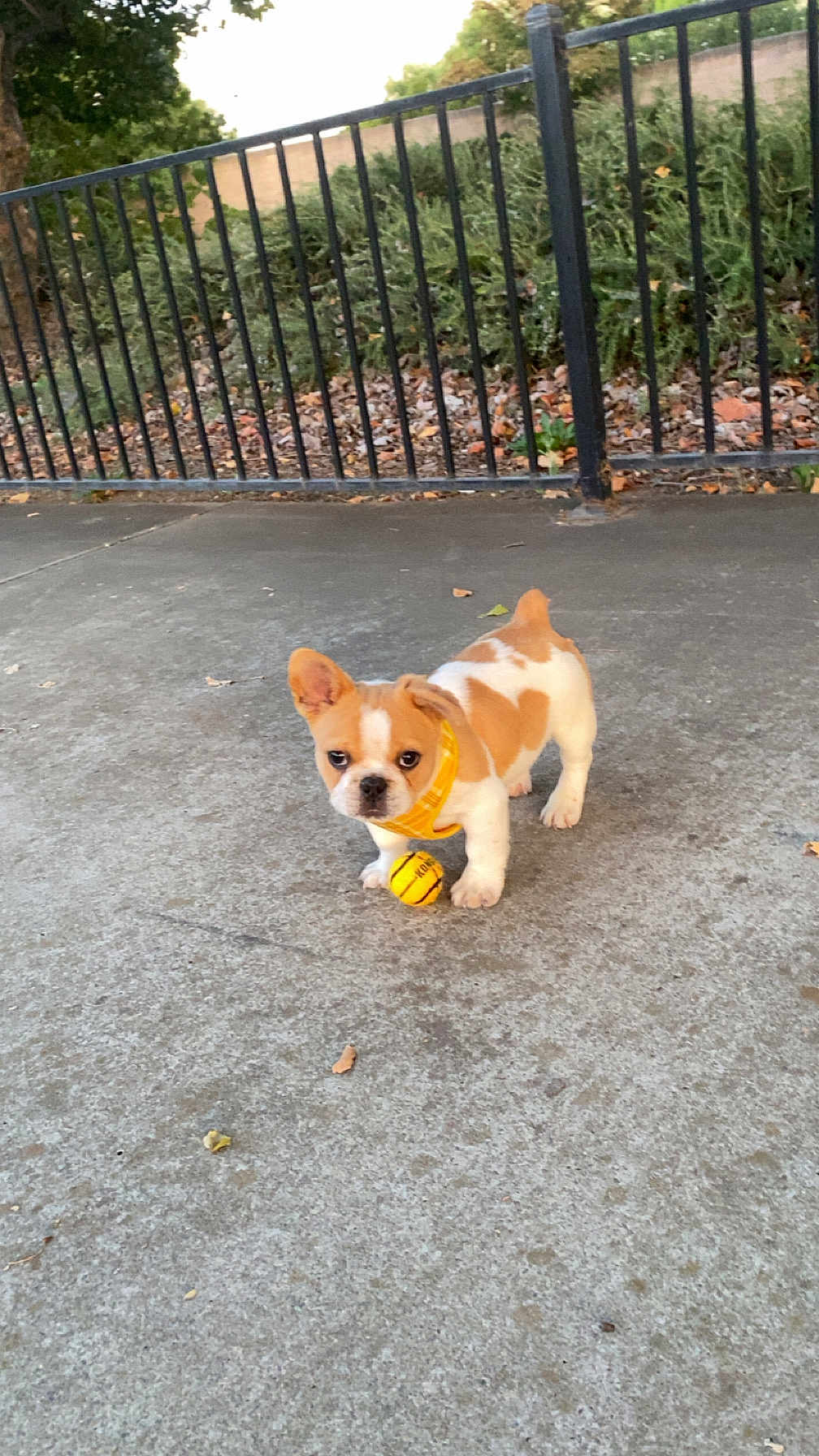 Rubble is registered to the contest to win money with this photo: animal, canine, concrete, curious, cute, daylight, dog, fence, greenery, nature, outdoor, pet, playful, puppy, sidewalk, small_dog, tan_and_white, yellow_ball, yellow_harness, young