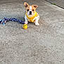 Rubble joined the competition — help win amazing prizes! animal, ball, brown_and_white, concrete, cute, dog, fence, ground, nature, outdoor, pet, pet_toy, playful, puppy, rope_toy, sitting, small_dog, toy, yellow_harness, young_dog