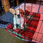 Rubble joined the competition — help win amazing prizes! animal, blanket, cage, crate, curious, cute, dog, domestic, ears, floor, french_bulldog, fur, indoor, looking_up, pet, plaid, puppy, resting, small_dog, young