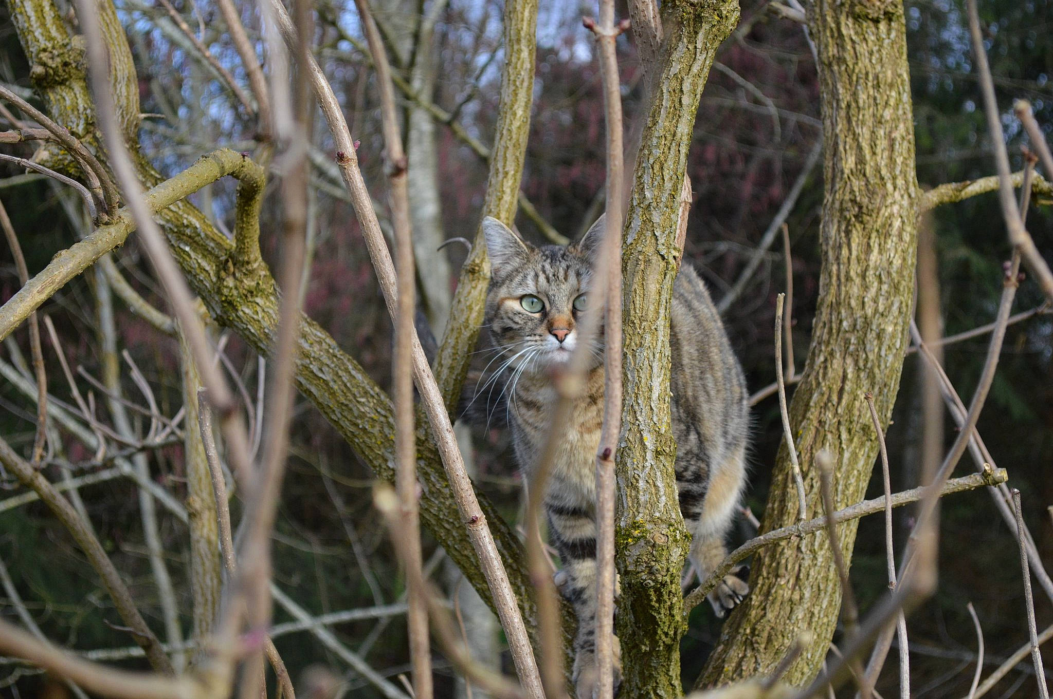 Nessa participe au concours pour gagner de l'argent avec cette photo : bobcat, branch, felidae, plant, small_to_medium_sized_cats, terrestrial_animal, tree, twig, whiskers, wild_cat, wildlife