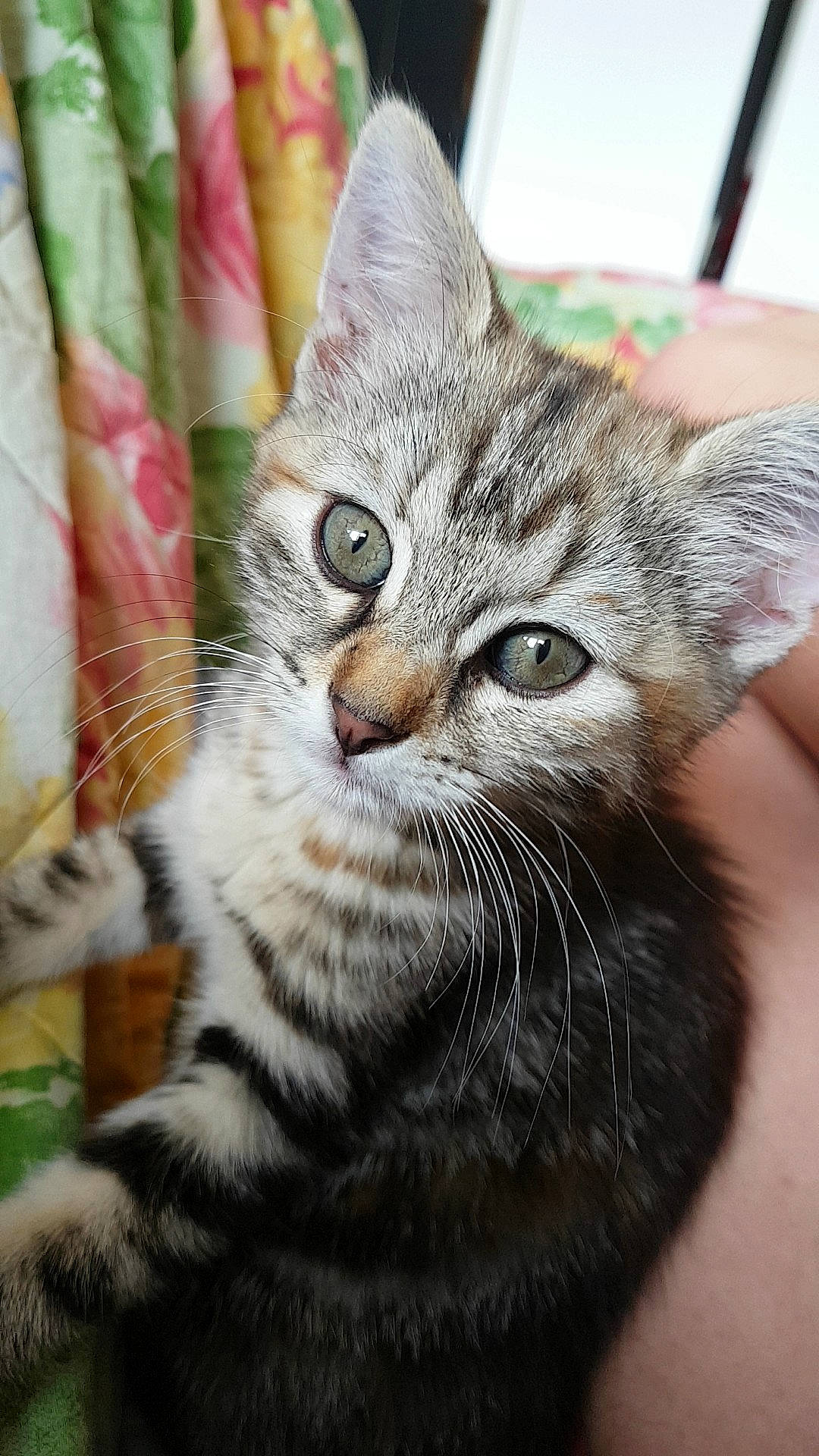 Nessa participe au concours pour gagner de l'argent avec cette photo : aegean_cat, american_shorthair, american_wirehair, asian, australian_mist, california_spangled, carnivore, cat, domestic_short_haired_cat, dragon_li, european_shorthair, felidae, kitten, mammal, pixie_bob, small_to_medium_sized_cats, snout, tabby_cat, vertebrate, whiskers