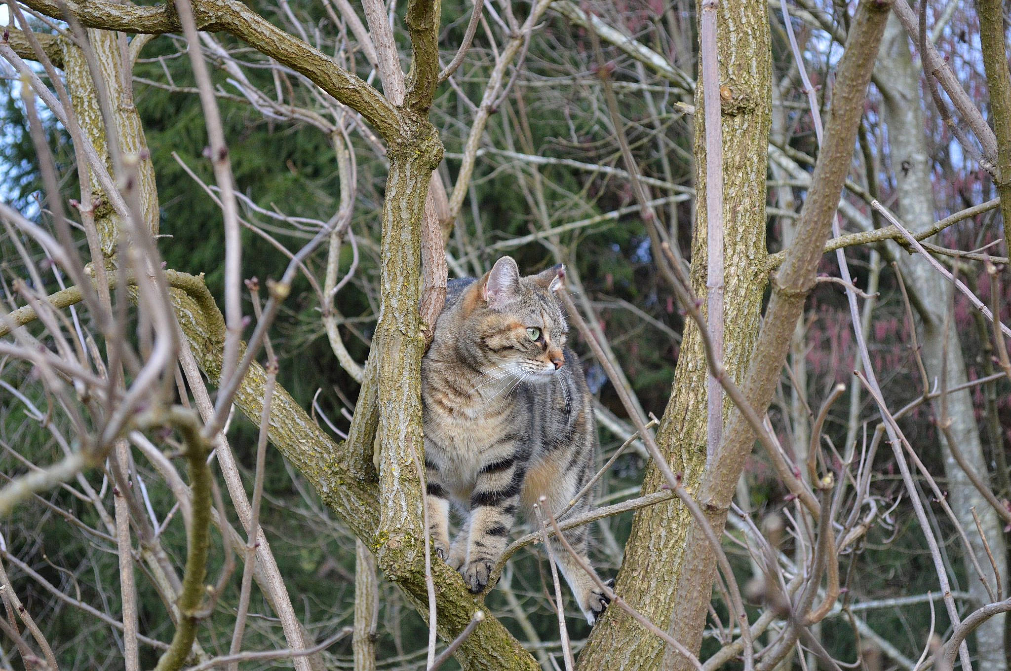 Nessa participe au concours pour gagner de l'argent avec cette photo : bird, bobcat, branch, carnivore, cat, european_shorthair, fawn, felidae, grass, grass_family, lynx, plant, small_to_medium_sized_cats, terrestrial_animal, tree, whiskers, wild_cat, wildlife