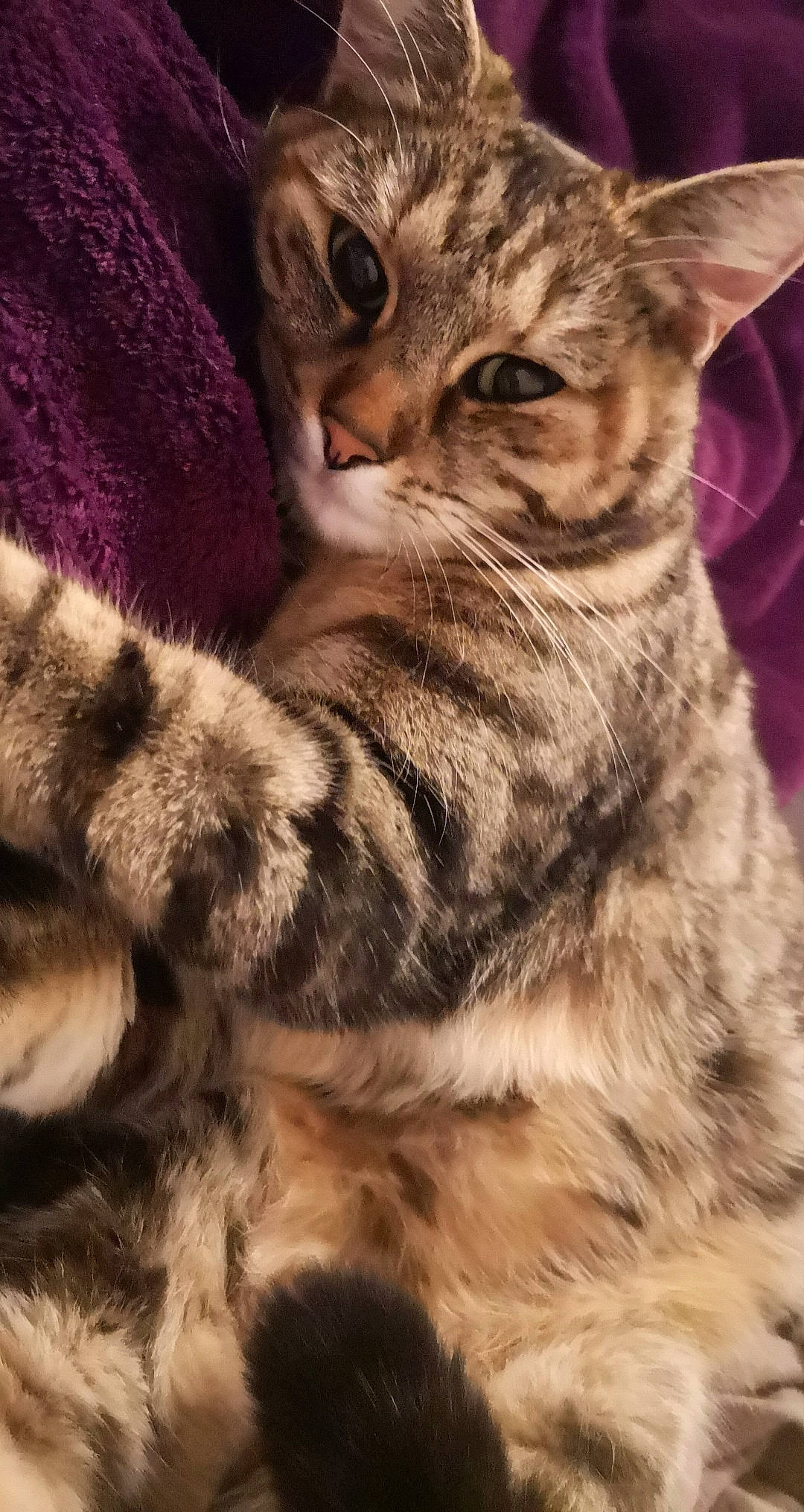 Nessa a rejoint le concours — aidez-le/la à gagner de superbes lots ! american_shorthair, asian, california_spangled, carnivore, cat, domestic_short_haired_cat, dragon_li, egyptian_mau, european_shorthair, felidae, fur, kitten, mammal, pixie_bob, small_to_medium_sized_cats, snout, sokoke, tabby_cat, vertebrate, whiskers