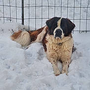Molly participe au concours pour gagner de l'argent avec cette photo : dog, snow, outdoor, fence, pet, canine, winter, fur, animal, lying_down, cold, nature, mammal, resting, domestic_animal, fluffy, quiet, peaceful, winter_climate, backyard