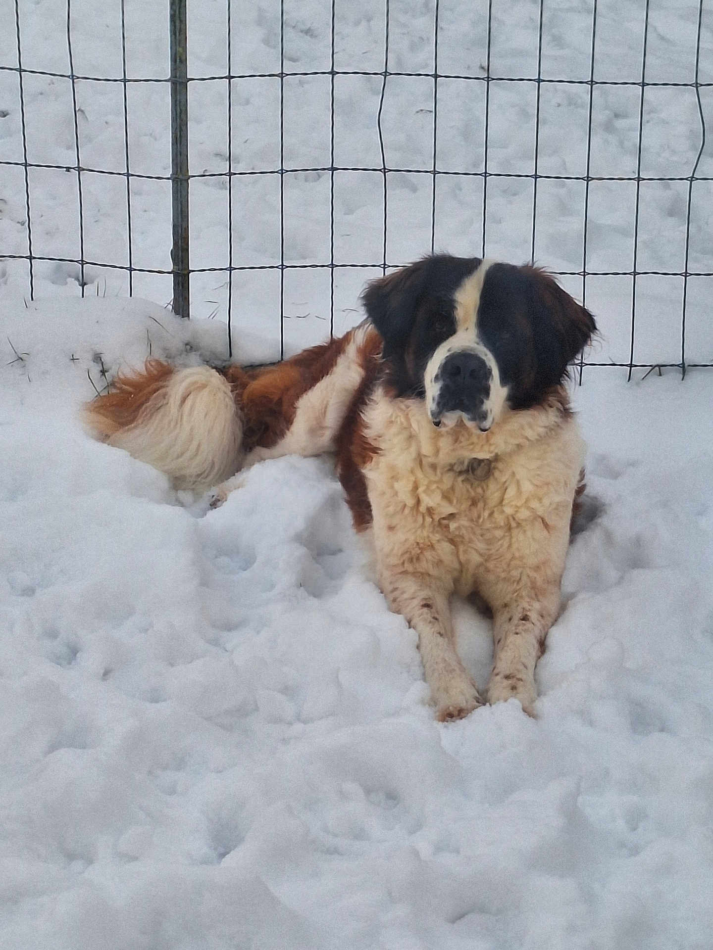 Molly participe au concours pour gagner de l'argent avec cette photo : dog, snow, outdoor, fence, pet, canine, winter, fur, animal, lying_down, cold, nature, mammal, resting, domestic_animal, fluffy, quiet, peaceful, winter_climate, backyard