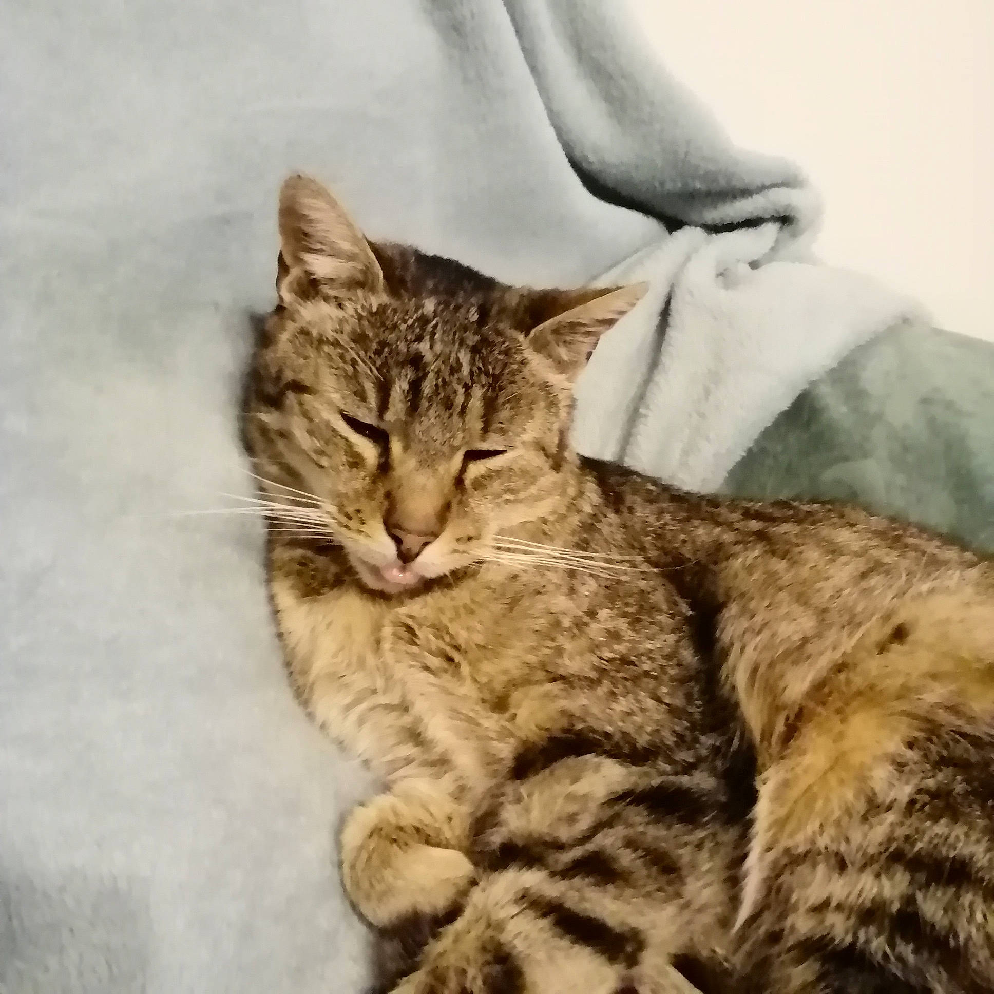 Tigrou participe au concours pour gagner de l'argent avec cette photo : carnivore, cat, claw, comfort, domestic_short_haired_cat, felidae, fur, paw, sitting, small_to_medium_sized_cats, snout, tail, terrestrial_animal, tree, whiskers, wildlife