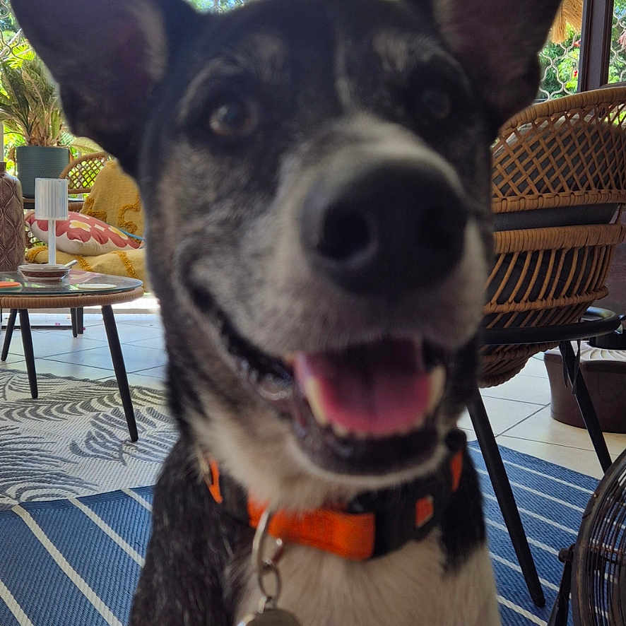 Wapy participe au concours pour gagner de l'argent avec cette photo : dog, indoor, smiling, orange_collar, pet, happy, canine, tongue_out, houseplant, window, furniture, rug, table, chair, daylight, portrait, domestic_animal, ears_up, black_and_white, friendly