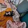 Wapy participe au concours pour gagner de l'argent avec cette photo : dog, couch, blanket, living_room, lamp, bookshelf, pillows, floor, home_decor, relaxed, pet, canine, indoor, tile_floor, furniture, plant, sitting_area, resting, domestic_animal, cozy