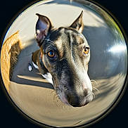 Wapy a rejoint le concours — aidez-le/la à gagner de superbes lots ! dog, fisheye_lens, close_up, outdoor, curious, brown_eyes, short_fur, shadow, sunlight, collar, pet, animal, canine, portrait, wide_angle, distortion, nose, ears, daylight, playful