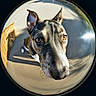 dog, fisheye_lens, close_up, outdoor, curious, brown_eyes, short_fur, shadow, sunlight, collar, pet, animal, canine, portrait, wide_angle, distortion, nose, ears, daylight, playful