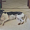 Wapy participe au concours pour gagner de l'argent avec cette photo : dog, black_and_white, lying_down, rug, wooden_furniture, tile_floor, shoe_rack, shoes, indoor, pet, relaxed, canine, collar, home, floor, resting, quiet, domestic, animal, comfortable