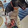 dog, paw, hand, bracelets, orange_collar, wicker_chair, rug, table, cushion, pillow, outdoor, pet, friendly, interaction, floor, pattern, home, smiling_dog, person, casual