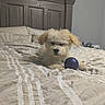 Dallas is registered to the contest to win money with this photo: dog, bed, bedding, striped_bedding, purple_ball, wooden_headboard, indoor, pet, fluffy, light_colored, resting, playing, toy, furniture, sleeping_area, cozy, home, animal, canine, cute