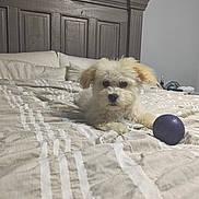 Dallas is registered to the contest to win money with this photo: dog, bed, blanket, purple_ball, pet, indoor, cozy, fur, headboard, white_dog, toy, resting, cute, animal, domestic, sleepy, fur_texture, playful, room, relaxed
