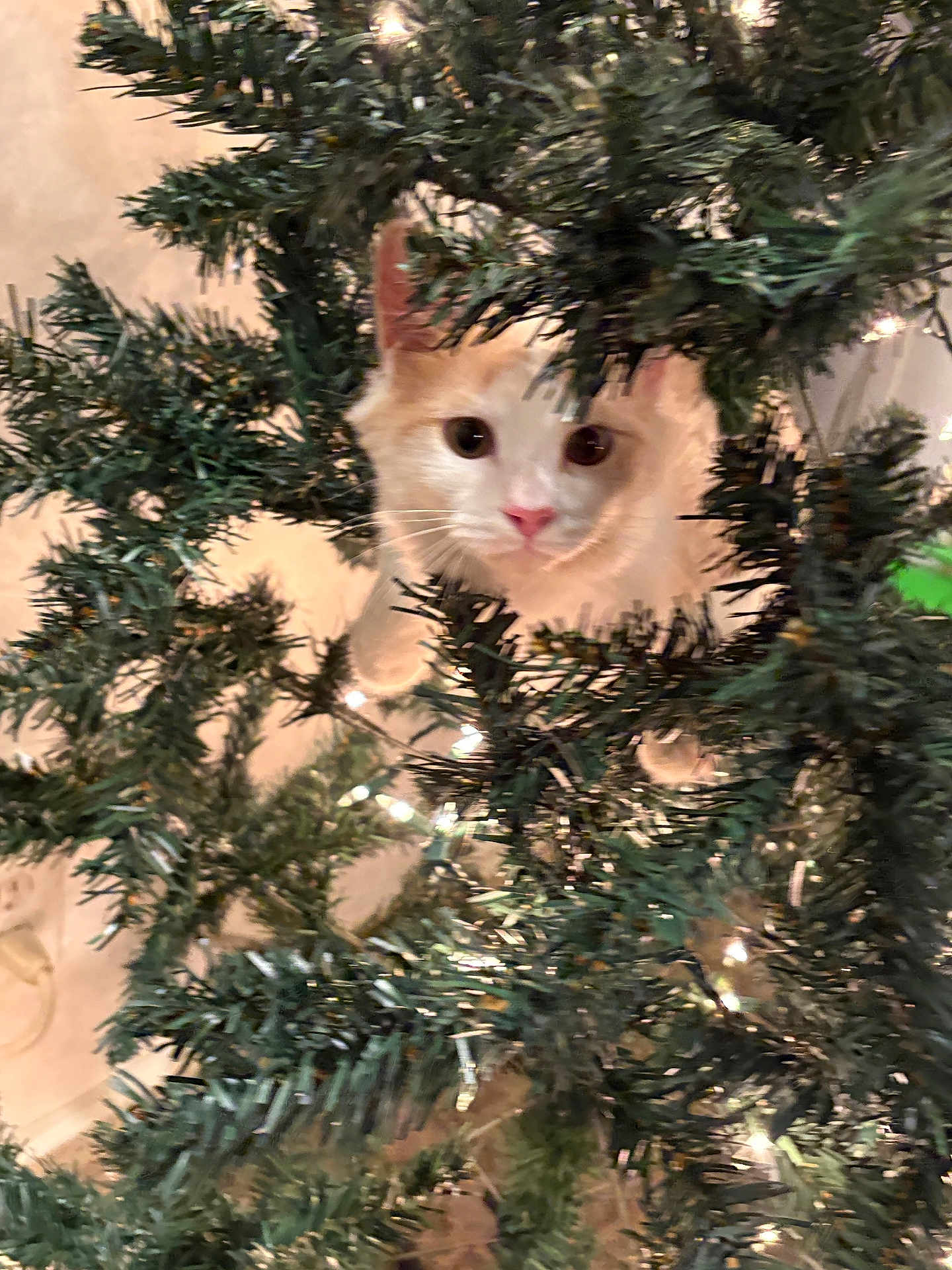 Hudson is registered to the contest to win money with this photo: cat, christmas_tree, holiday, pet, animal, indoor, greenery, pine_needles, lights, curious, face, whiskers, pink_nose, feline, decorations, festive, cute, christmas_lights, tree_branch, fur