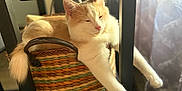 Hudson is registered to the contest to win money with this photo: cat, basket, chair, fur, sunlight, indoor, relaxed, orange_and_white, pet, paws, tail, woven, furniture, cozy, daylight, resting, domestic_animal, curtain, home, animal