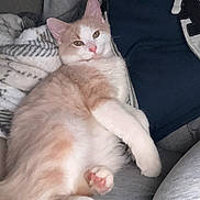 Hudson joined the competition — help win amazing prizes! cat, fluffy, cream_color, white_color, blanket, cozy, relaxed, indoor, pet, fur, paw, person, clothing, jacket, seated, resting, cute, animal, domestic, soft