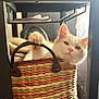 cat, basket, paw, handle, woven, orange, white, feline, pet, indoor, curtain, table, relaxing, light, cozy, fur, closeup, domestic, cute, resting