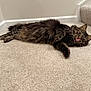 cat, tabby, fluffy, carpet, indoor, staircase, tongue, pet, animal, relaxed, laying_down, feline, cute, whiskers, ears, home, brown, striped, playful, cozy