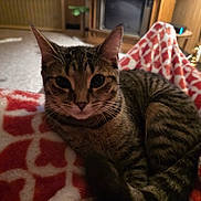 Henrietta is registered to the contest to win money with this photo: cat, tabby, blanket, red, white, pattern, feline, pet, indoor, cozy, fur, whiskers, ears, tail, carpet, furniture, wood, living_room, relaxed, animal