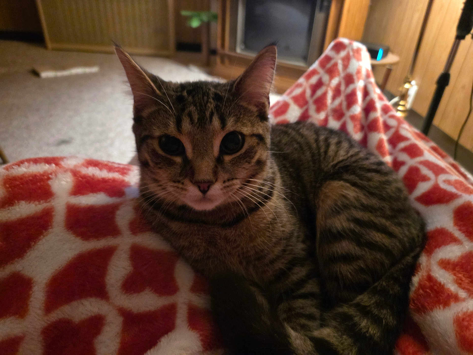 Henrietta is registered to the contest to win money with this photo: cat, tabby, blanket, red, white, pattern, feline, pet, indoor, cozy, fur, whiskers, ears, tail, carpet, furniture, wood, living_room, relaxed, animal