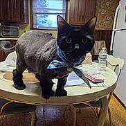 Hunter is registered to the contest to win money with this photo: animal, bandana, cat, chair, curious, curtains, domestic, floor, furniture, indoor, kitchen, notebook, pen, pet, refrigerator, table, vintage, water_bottle, window, wood_paneling